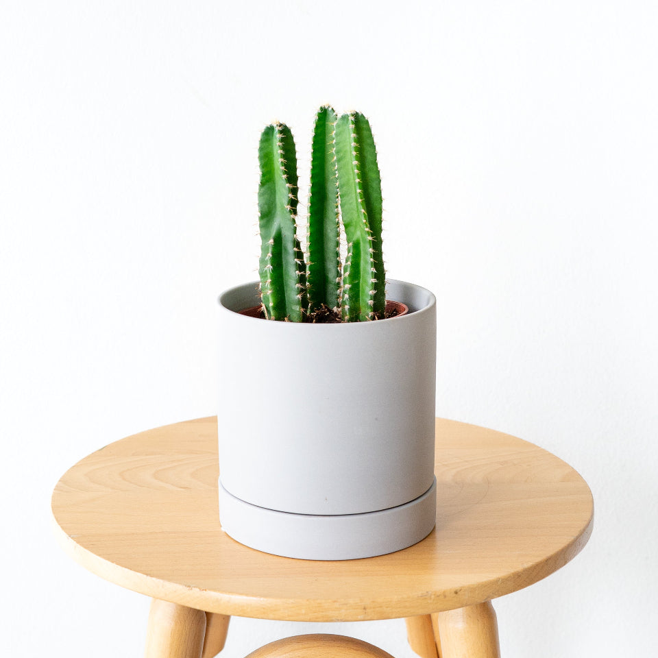 柱サボテン 3本立ち / Cereus peruvianus