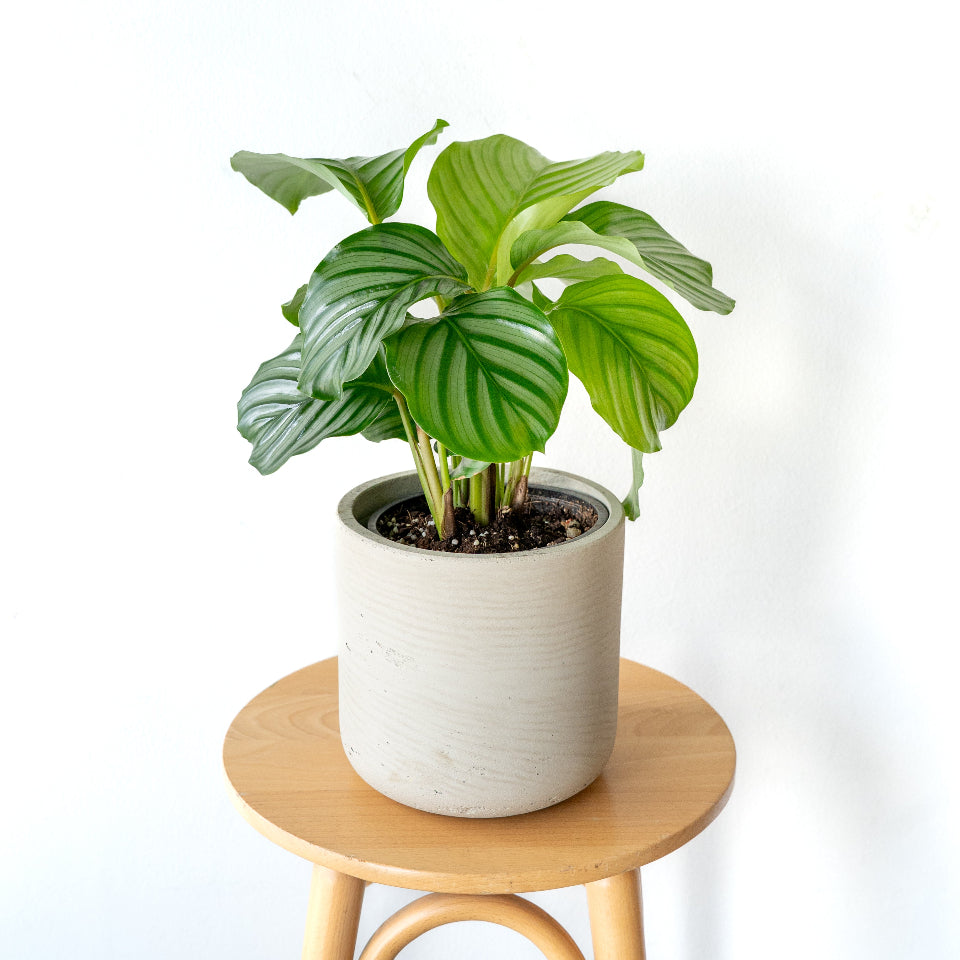 カラテアオルビフォリア カラテア・オルビフォリア / Calathea orbifolia – LIFFT