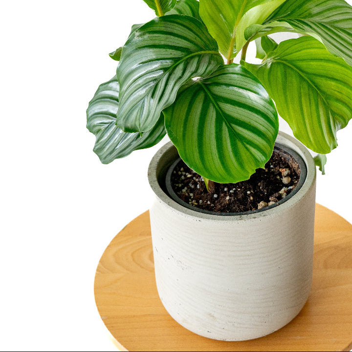 カラテア・オルビフォリア / Calathea orbifolia – LIFFT