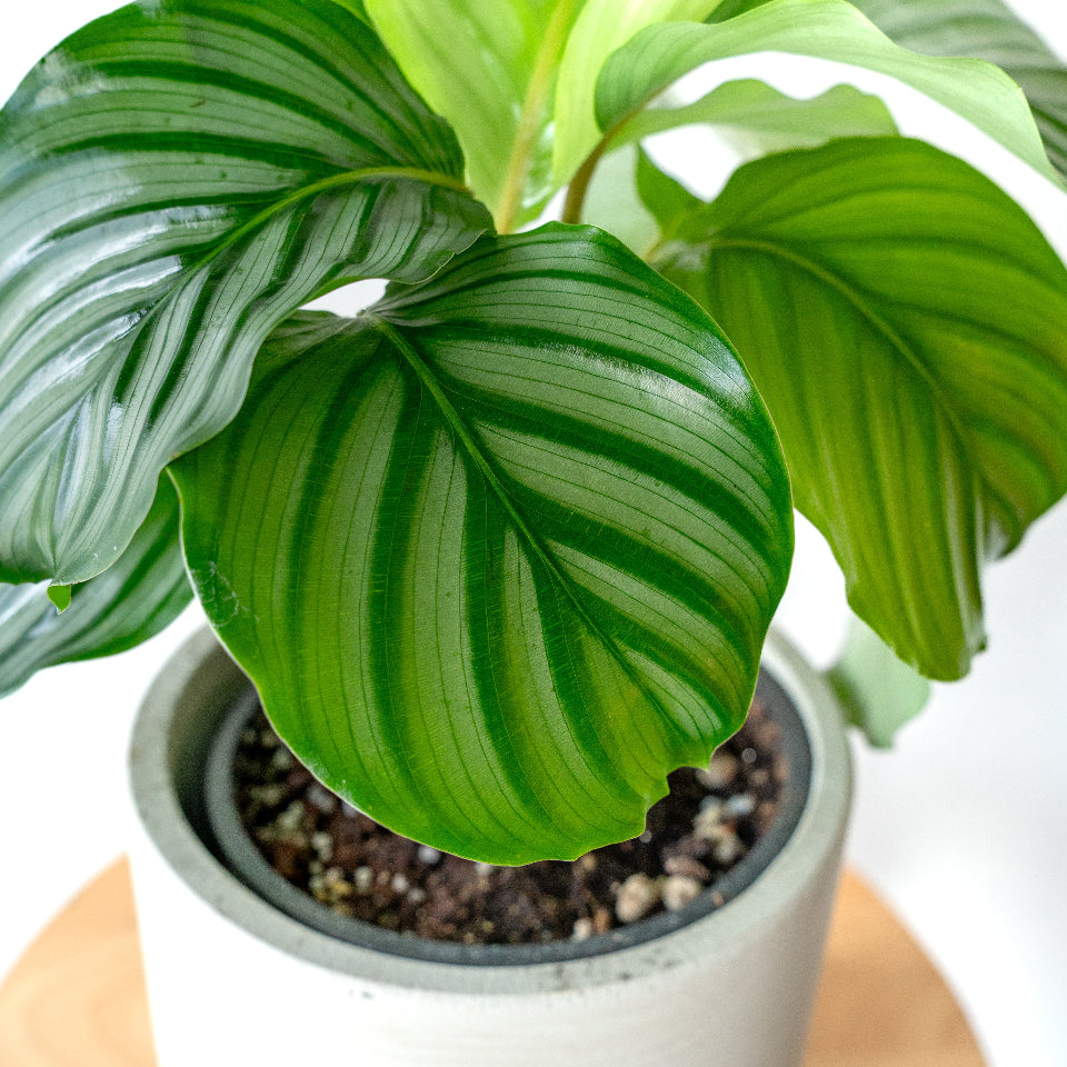 カラテア・オルビフォリア / Calathea orbifolia – LIFFT