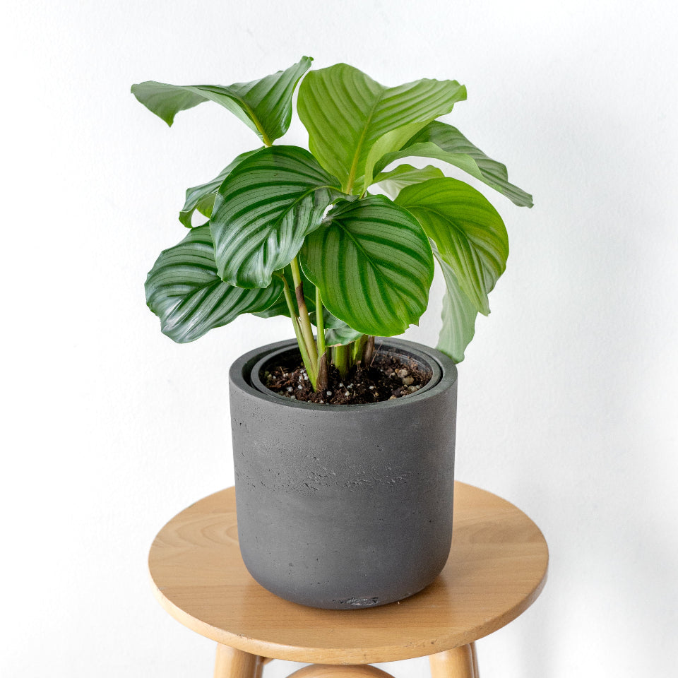 カラテア・オルビフォリア / Calathea orbifolia – LIFFT