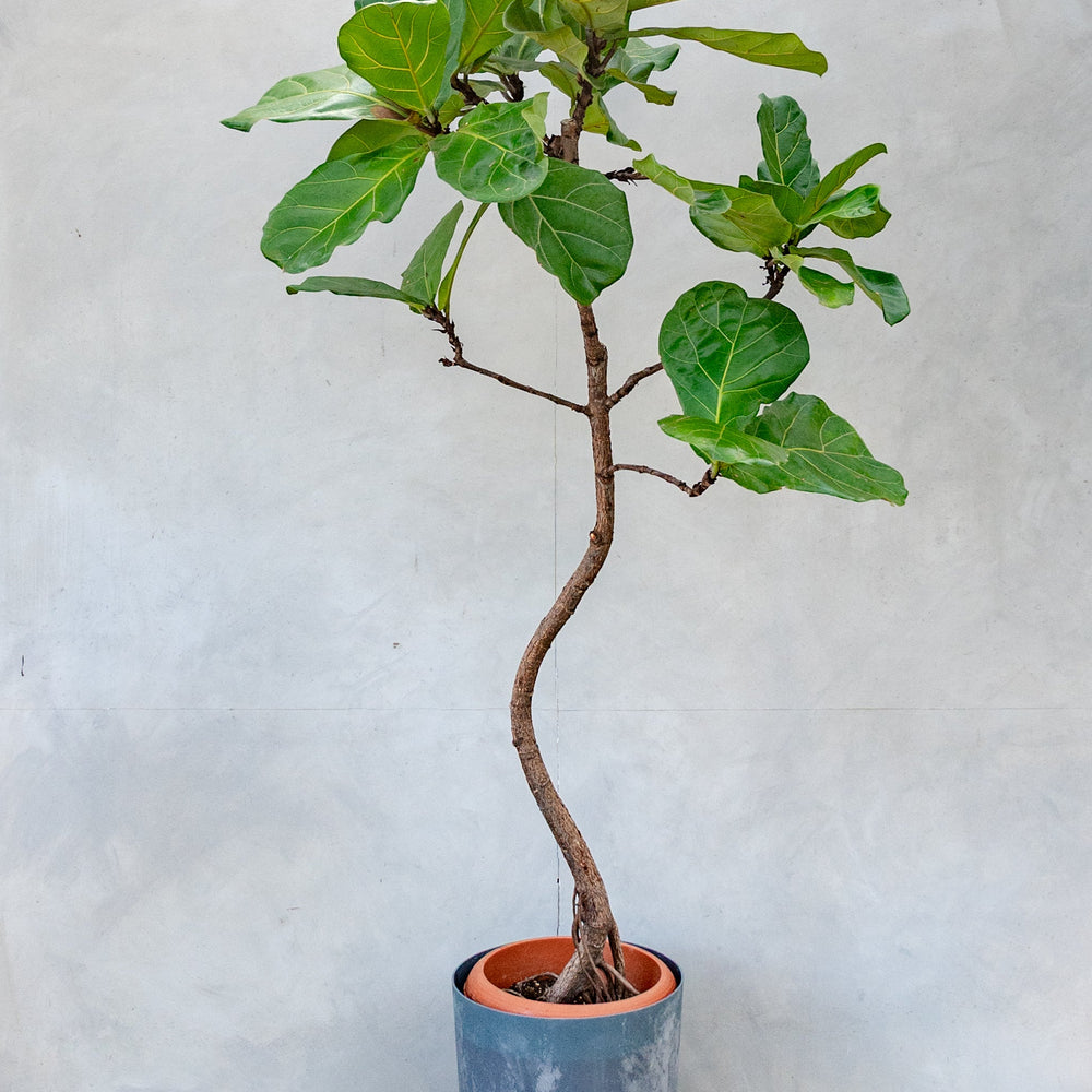 フィカス・リラータ・バンビーノ(カシワバゴミム) / Ficus Lyrata フィカス・リラータ・バンビーノ(カシワバゴミム) / Ficus Lyrata