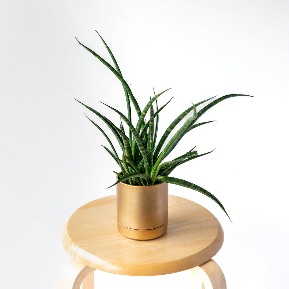 サンスベリア・ファーンウッド / Sansevieria Fernwood