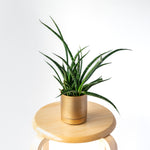 サンスベリア・ファーンウッド / Sansevieria Fernwood