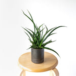 サンスベリア・ファーンウッド / Sansevieria Fernwood