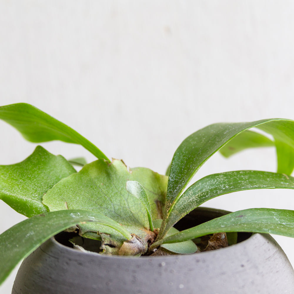 ビカクシダ・ネザーランドS / Platycerium bifurcatum 'Netherlands'