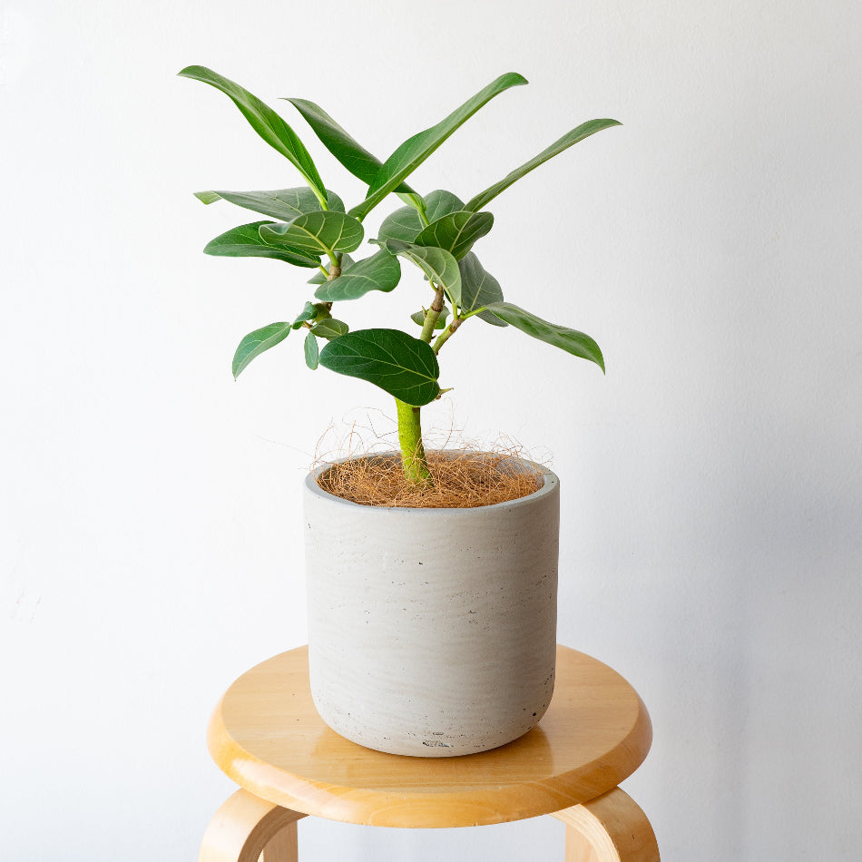 フィカス・ベンガレンシス / Ficus benghalensis