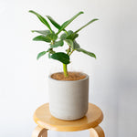 フィカス・ベンガレンシス / Ficus benghalensis