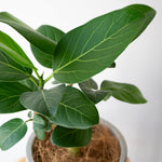 フィカス・ベンガレンシス / Ficus benghalensis