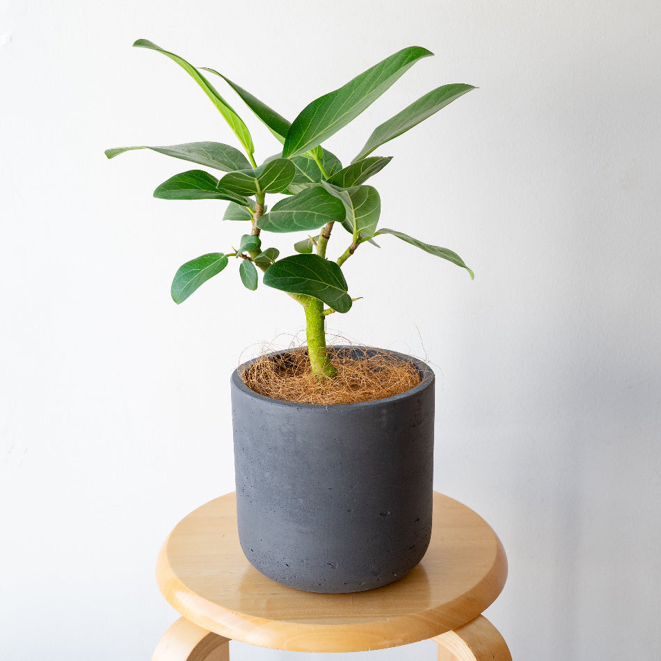 フィカス・ベンガレンシス / Ficus benghalensis