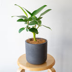 フィカス・ベンガレンシス / Ficus benghalensis