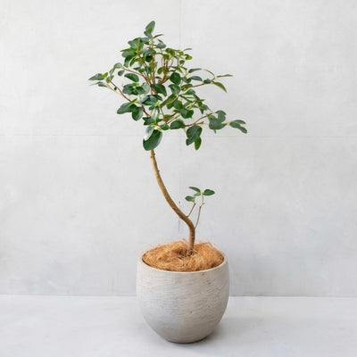 大きいサイズの観葉植物