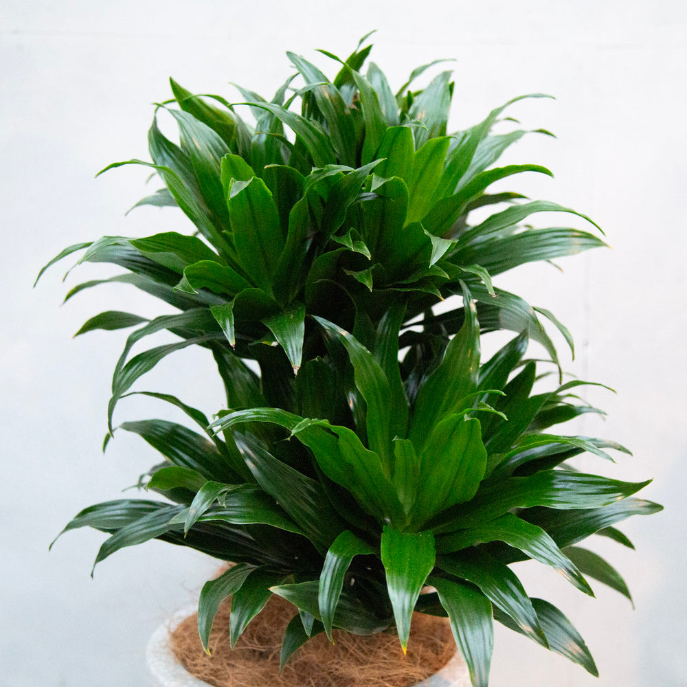 ドラセナ・ジャネットクレイガイコンパクタ / Dracaena  'Janet Craig Compacta'