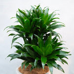 ドラセナ・ジャネットクレイガイコンパクタ / Dracaena  'Janet Craig Compacta'