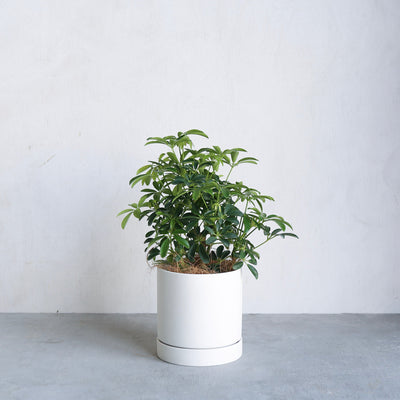 シェフレラ・コンパクタ / Schefflera arboricola 'Compacta'
