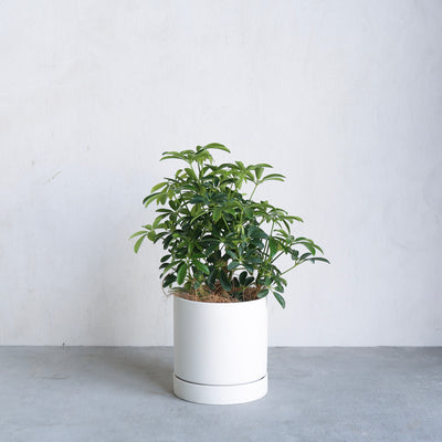 シェフレラ・コンパクタ / Schefflera arboricola 'Compacta'