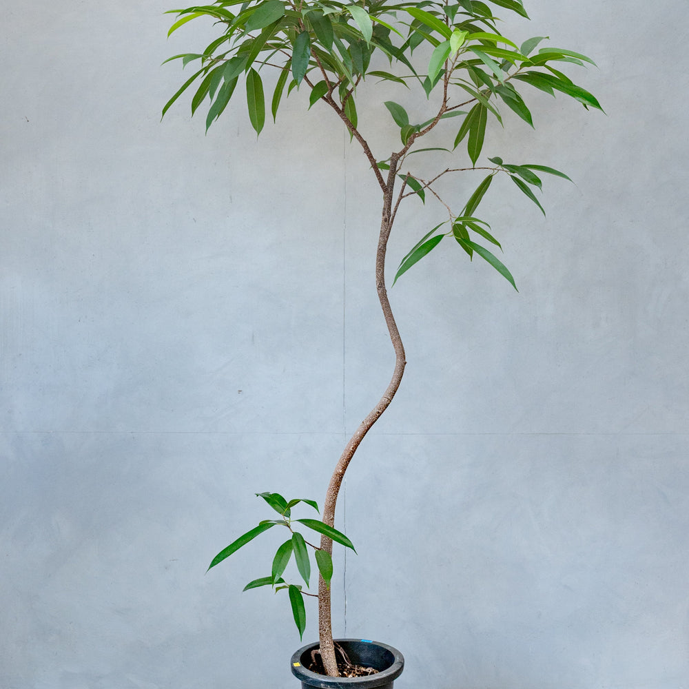 フィカス・アムステルダムキング / Ficus binnendykii 'Amsterrdam