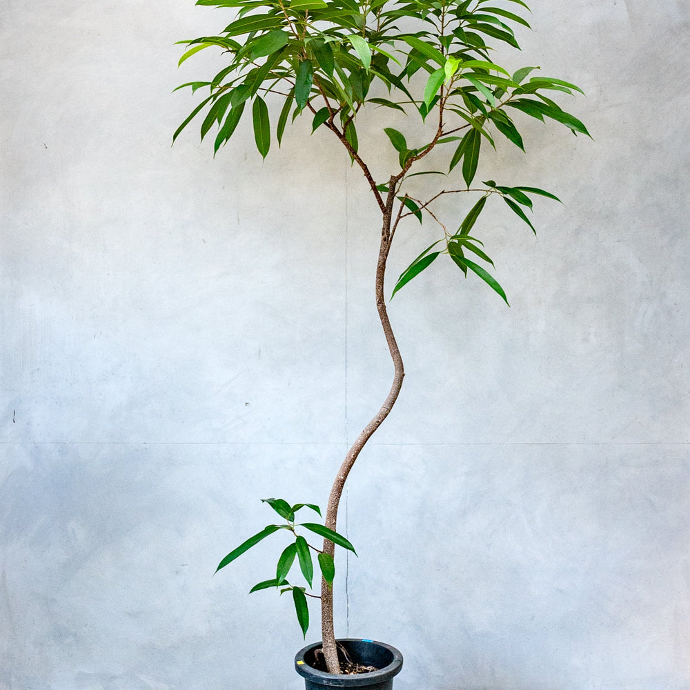 フィカス・アムステルダムキング / Ficus binnendykii 'Amsterrdam
