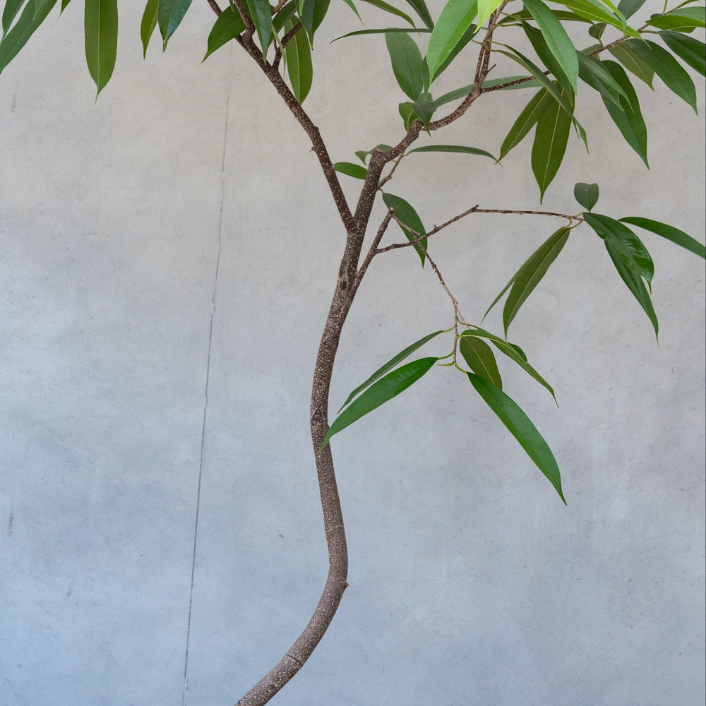 フィカス・アムステルダムキング / Ficus binnendykii 'Amsterrdam