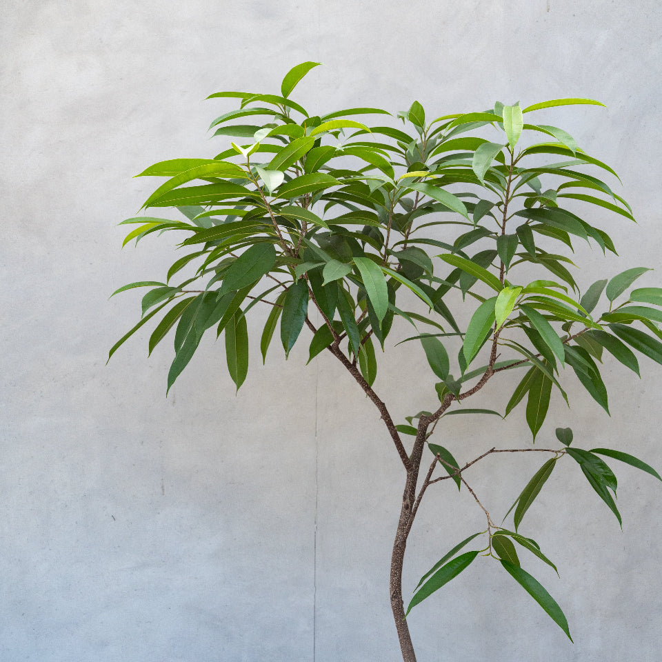 フィカス・アムステルダムキング / Ficus binnendykii 'Amsterrdam