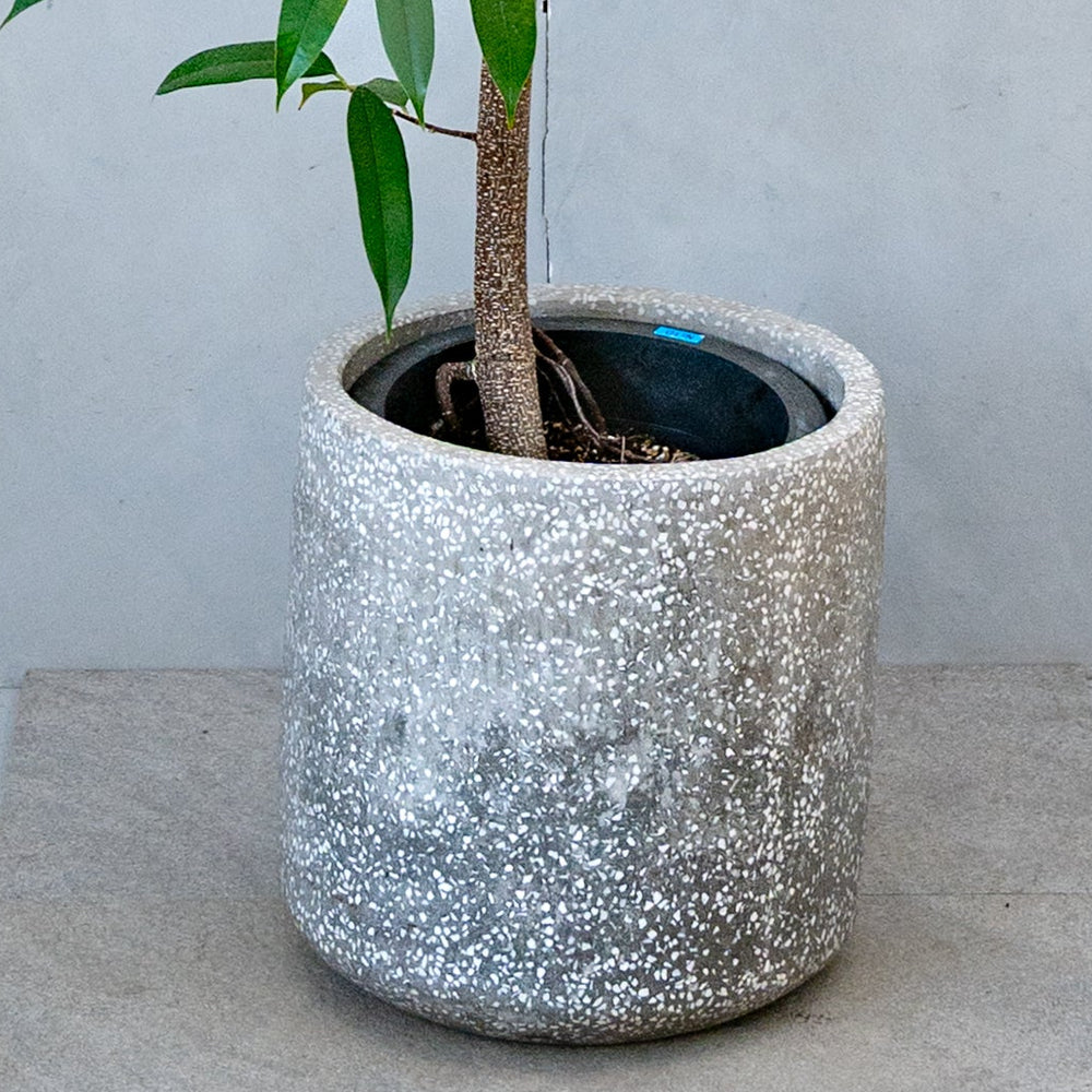 ☆ フィカス アムステルダムキング♪ 120cm 陶器鉢♪ フィカス・アムステルダムキング / Ficus binnendykii 'Amsterrdam