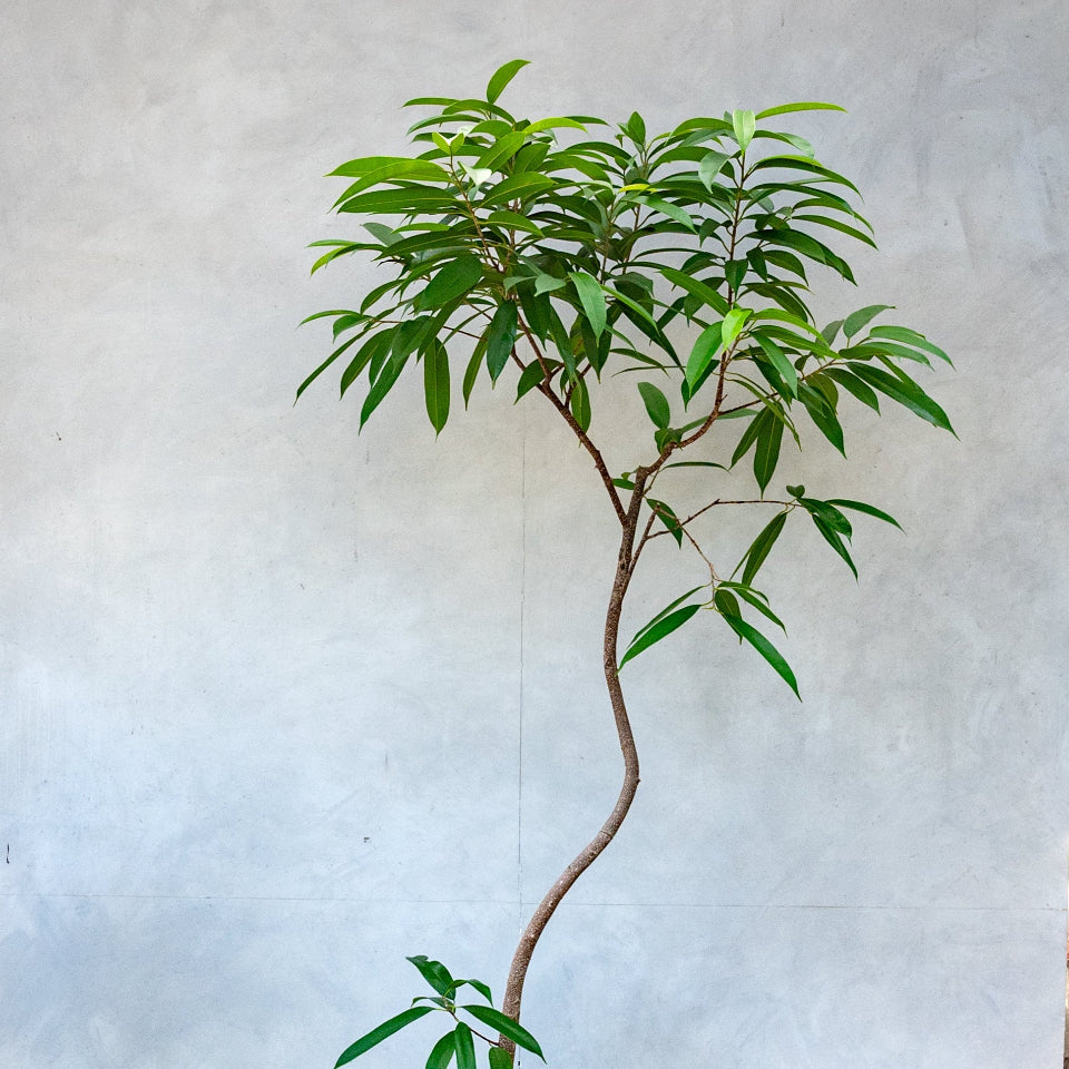 フィカス・アムステルダムキング / Ficus binnendykii 'Amsterrdam
