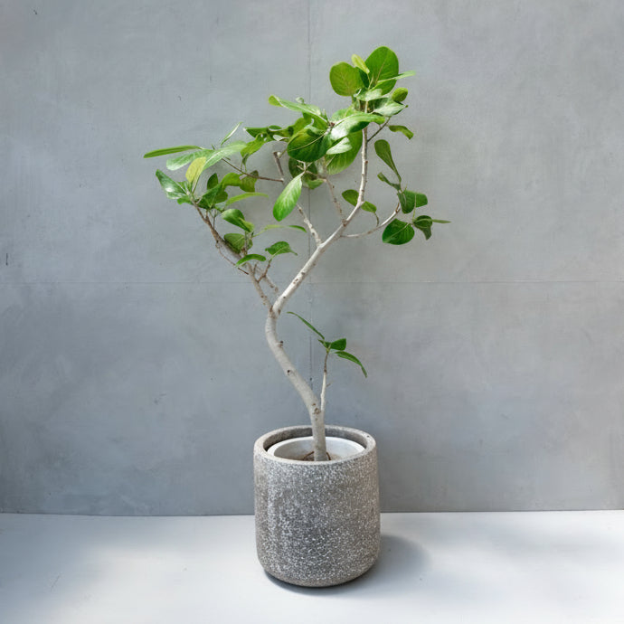 フィカス・ベンガレンシス / Ficus Benghalensis 【1点もの】 – LIFFT