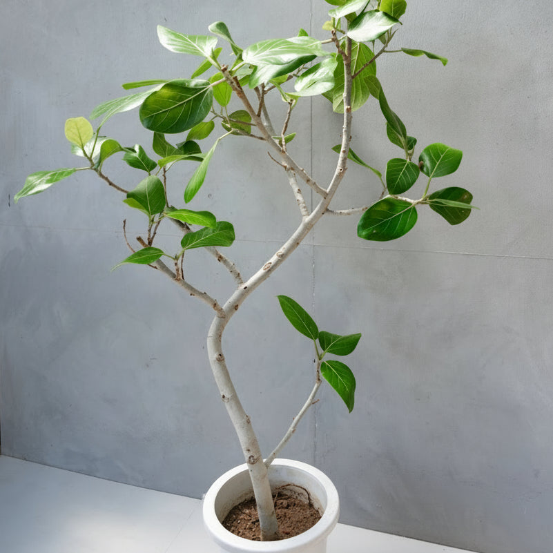 フィカス・ベンガレンシス / Ficus Benghalensis 【1点もの】 – LIFFT
