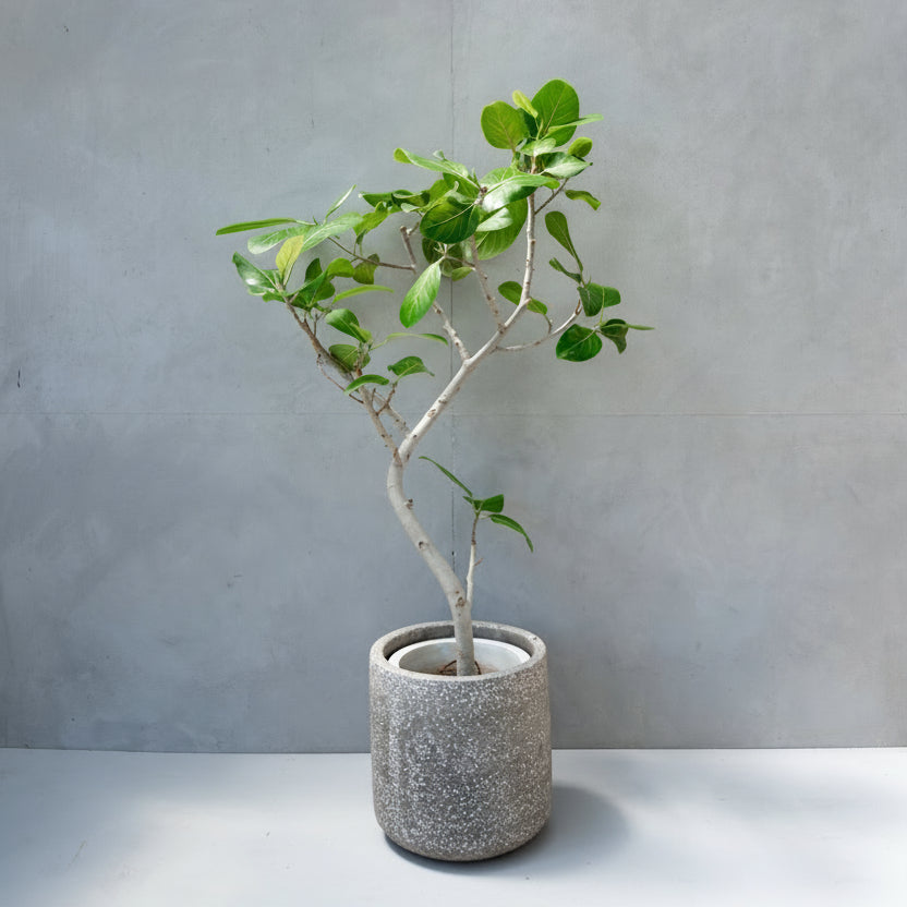 フィカス・ベンガレンシス / Ficus Benghalensis 【1点もの】 – LIFFT