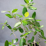 フィカス・ベンガレンシス / Ficus Benghalensis 【1点もの】 – LIFFT