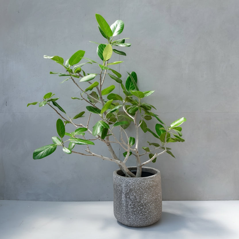 フィカス・ベンガレンシス / Ficus Benghalensis 【1点もの】 – LIFFT