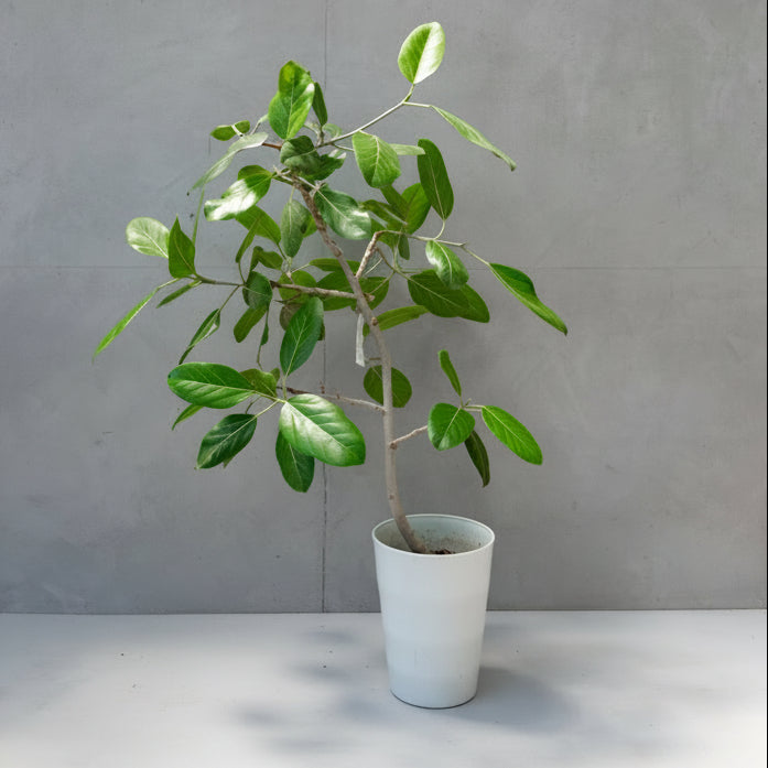 フィカス・ベンガレンシス / Ficus Benghalensis 【1点もの】 – LIFFT