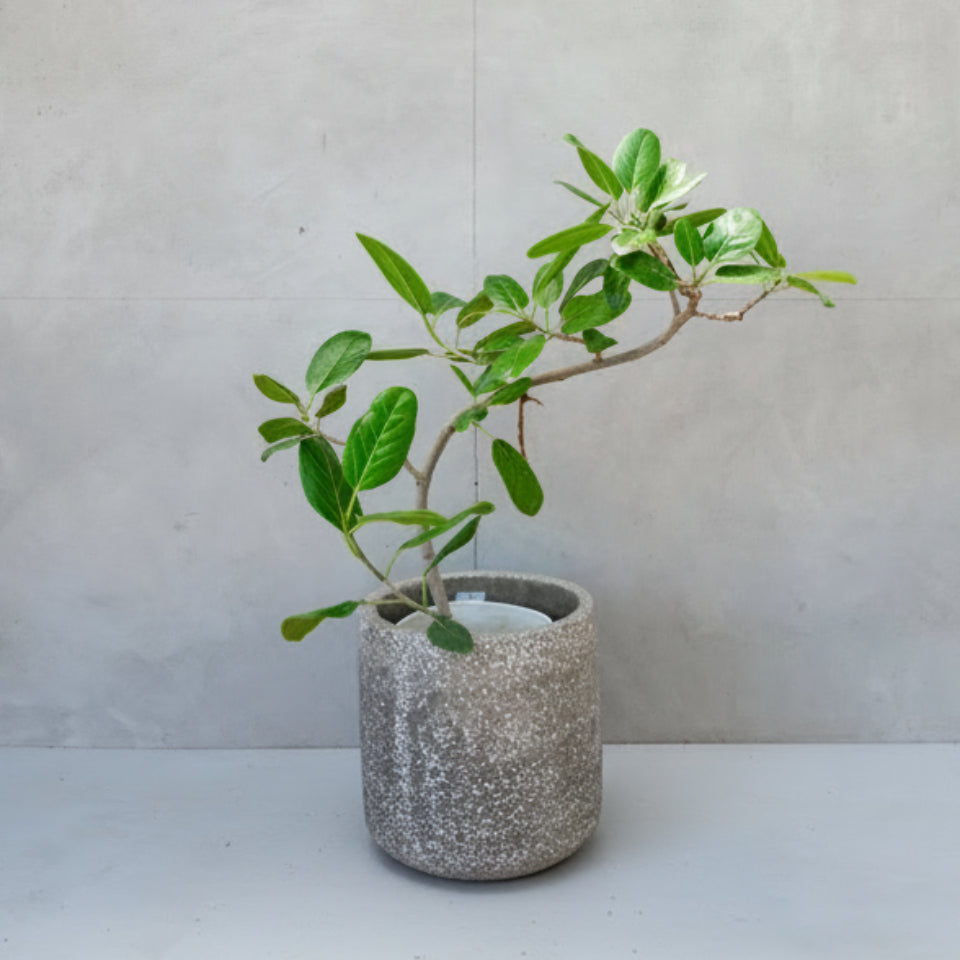フィカス・ベンガレンシス / Ficus Benghalensis 【1点もの】 – LIFFT