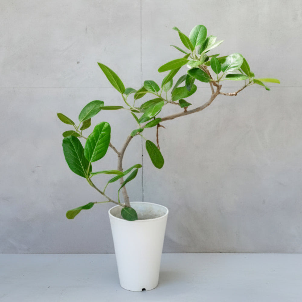 フィカス・ベンガレンシス / Ficus Benghalensis 【1点もの】 – LIFFT