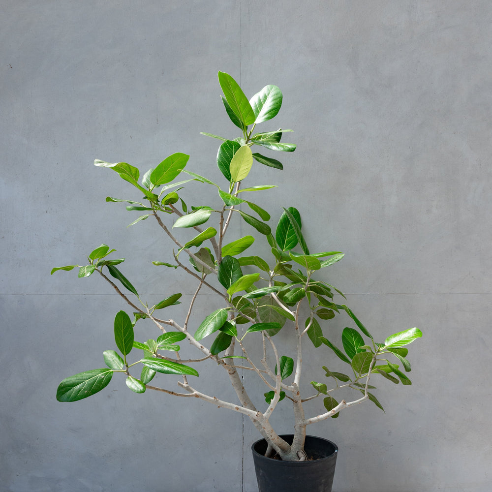 フィカス・ベンガレンシス / Ficus Benghalensis 【1点もの】 – LIFFT