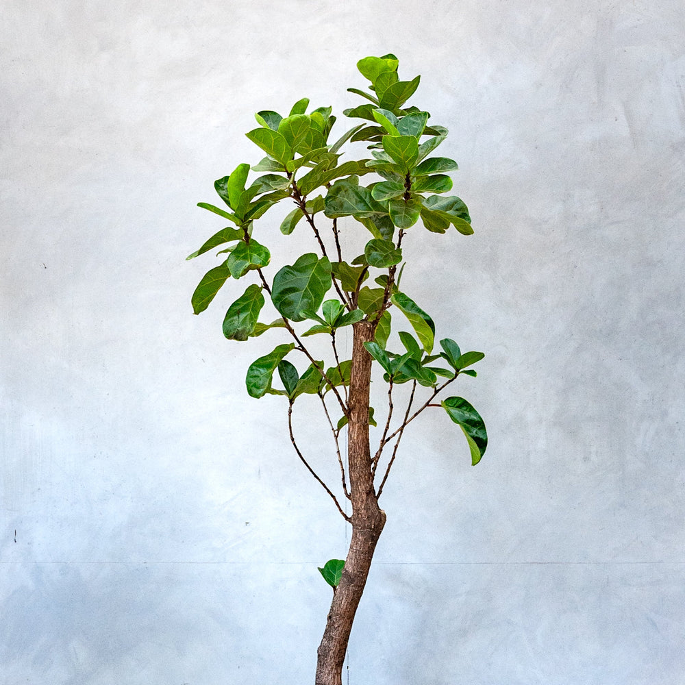 フィカス・リラータ・バンビーノ(カシワバゴム) / Ficus Lyrata 【1 フィカス・リラータ・バンビーノ(カシワバゴム) / Ficus Lyrata 【1