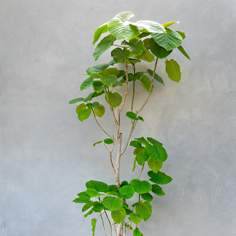 フィカス・ウンベラータ / Ficus Umbellata 【1点もの】※1都3県限定