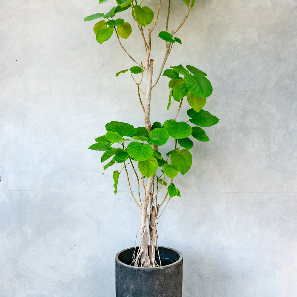 フィカス・ウンベラータ / Ficus Umbellata 【1点もの】※1都3県限定