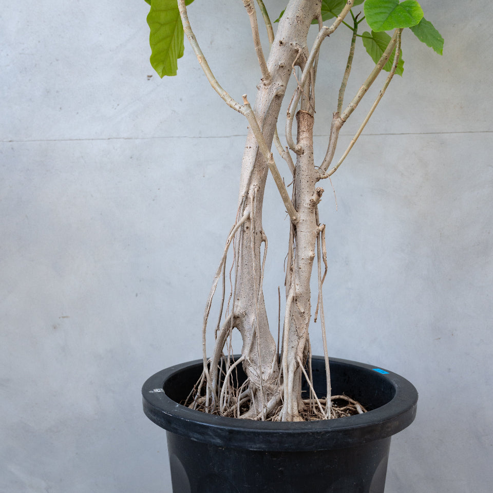 フィカス・ウンベラータ / Ficus Umbellata 【1点もの】※1都3県限定