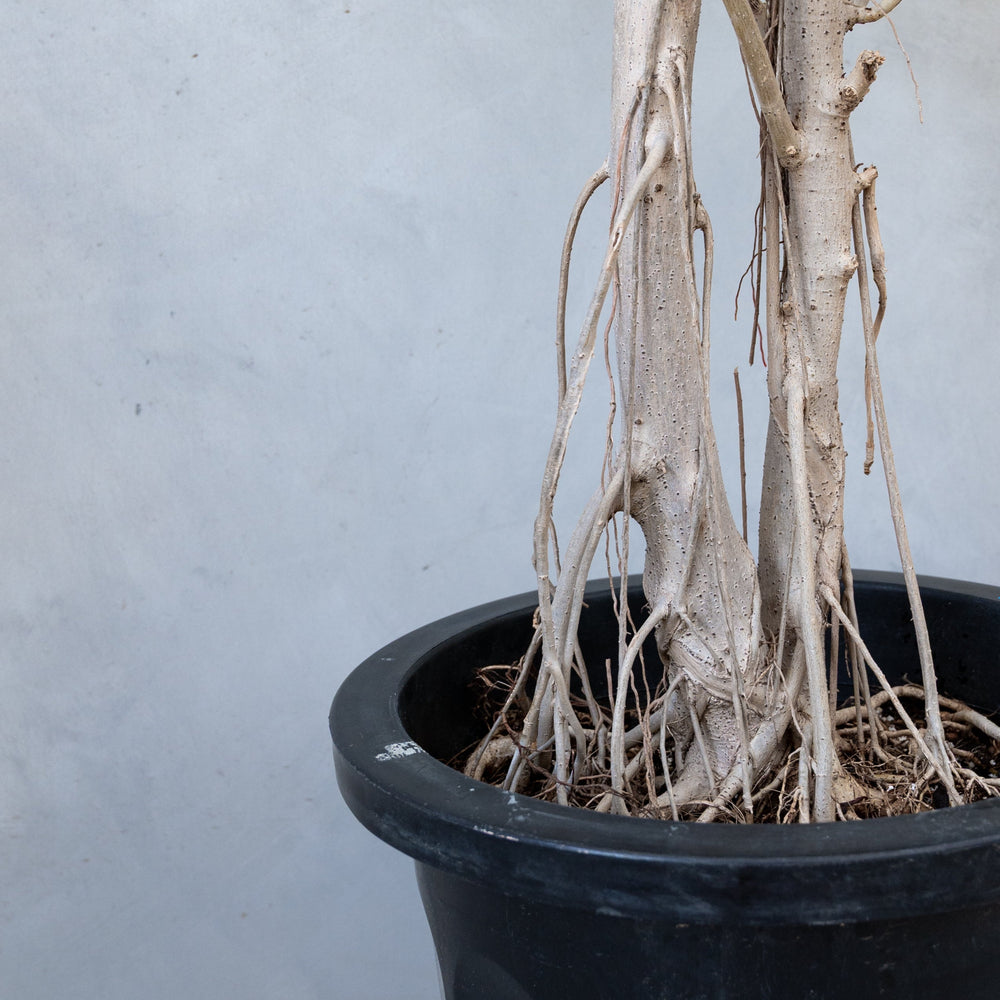 フィカス・ウンベラータ / Ficus Umbellata 【1点もの】※1都3県限定