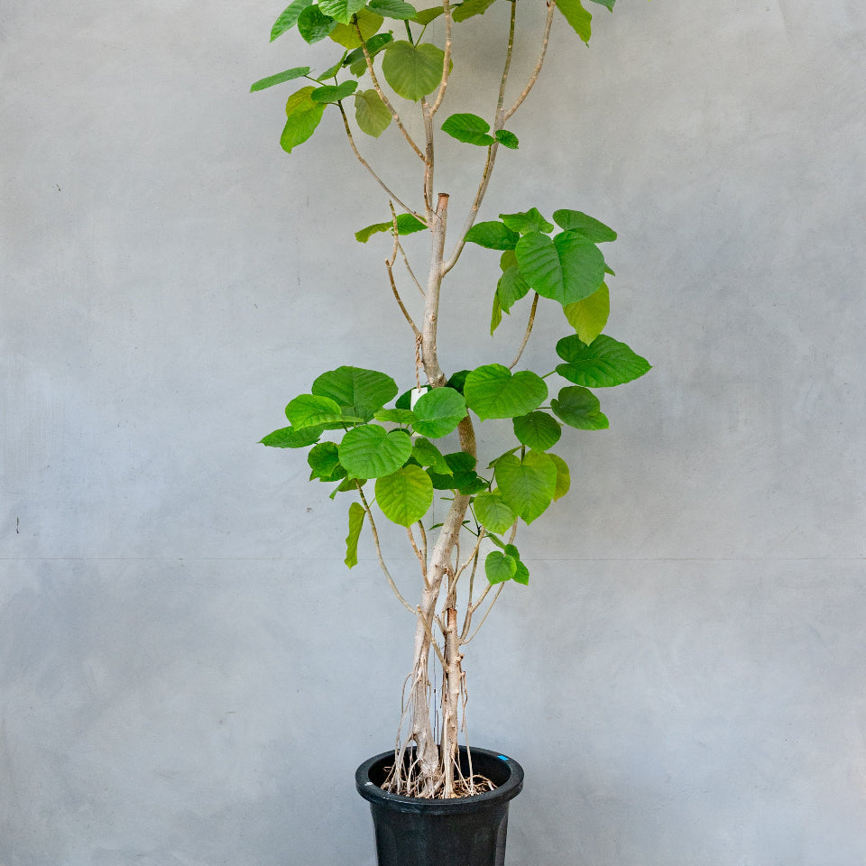 フィカス・ウンベラータ / Ficus Umbellata 【1点もの】※1都3県限定