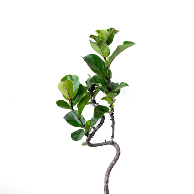 フィカス・リラータ・バンビーノ カシワバゴム 曲がり / Ficus lyrata