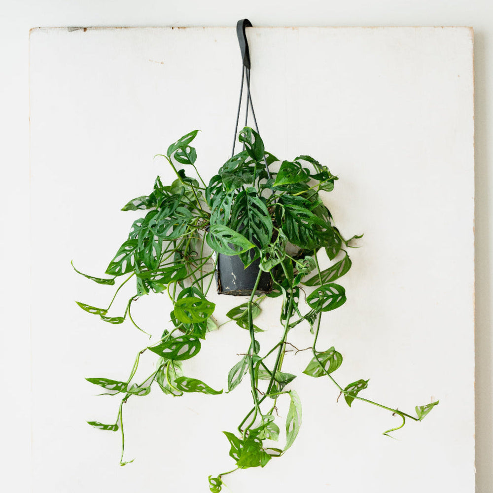 モンステラの通販｜おしゃれな観葉植物とお花の通販LIFFT