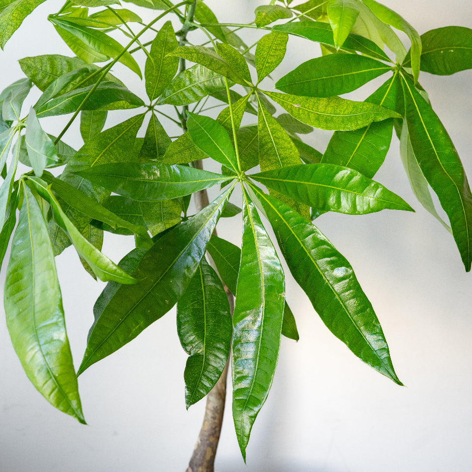 LIFFT_Pachira_L_パキラ