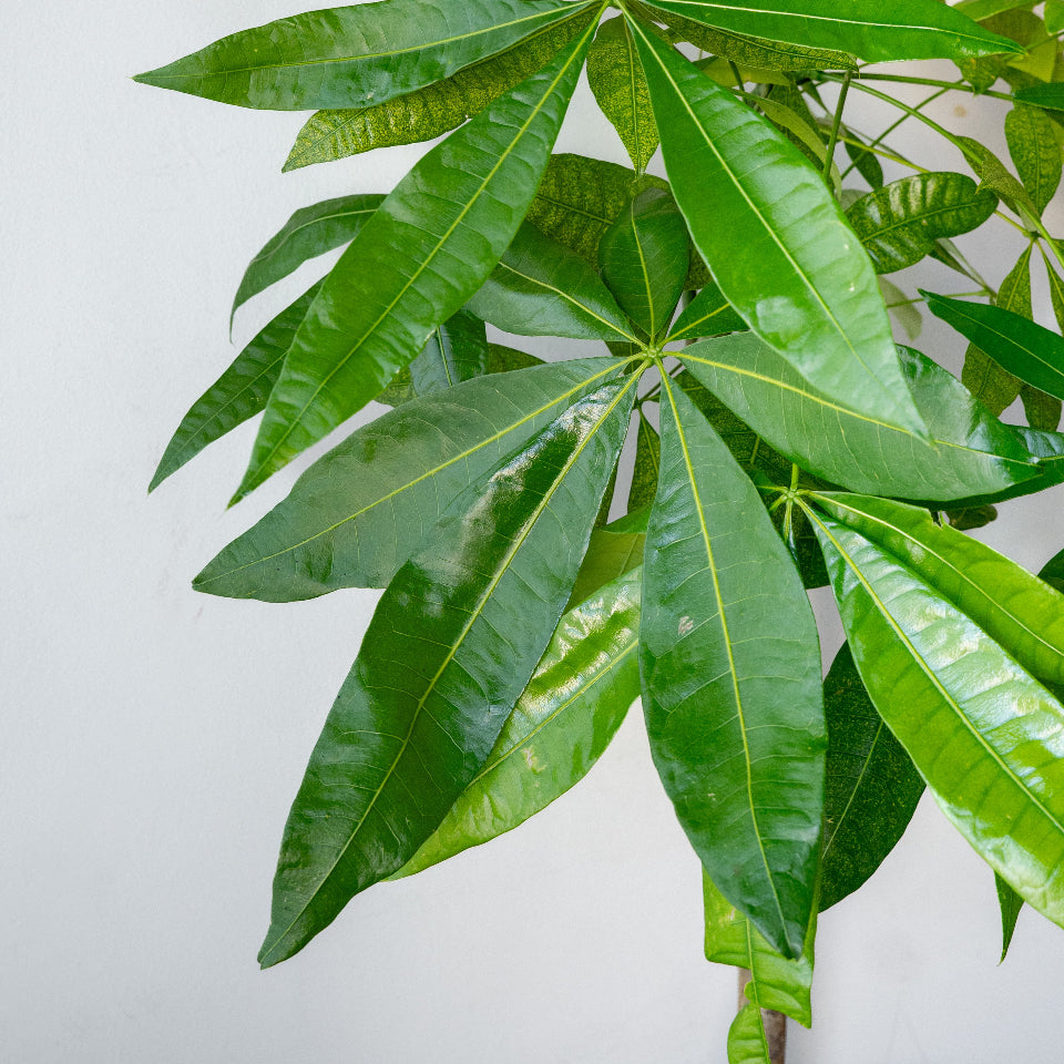 LIFFT_Pachira_L_パキラ