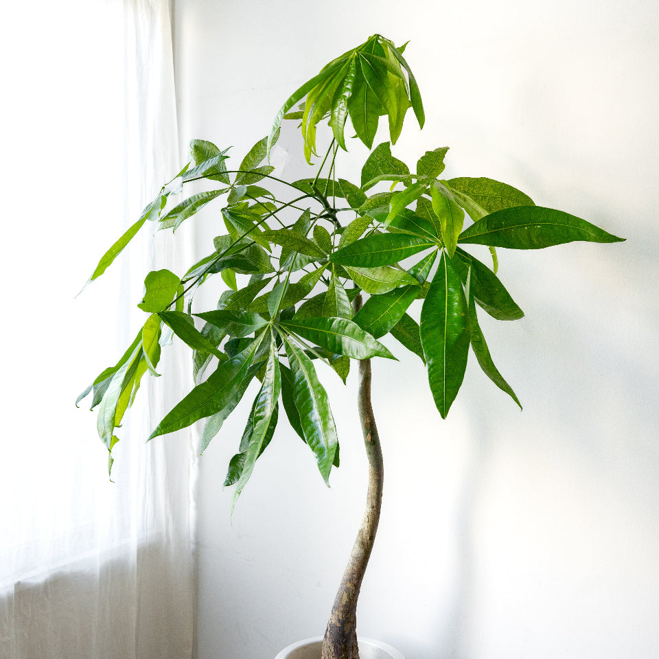 LIFFT_Pachira_L_パキラ