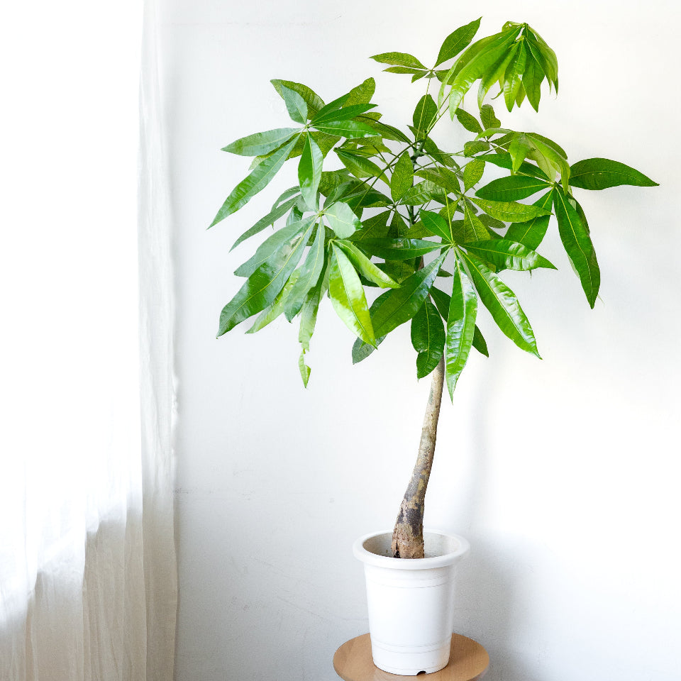 パキラ L / Pachira aquatica