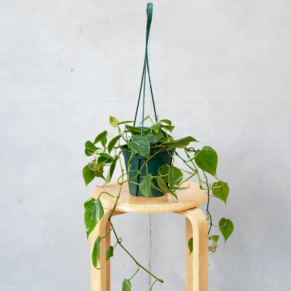 フィロデンドロン・オキシカルジウム / Philodendron oxycardium – LIFFT