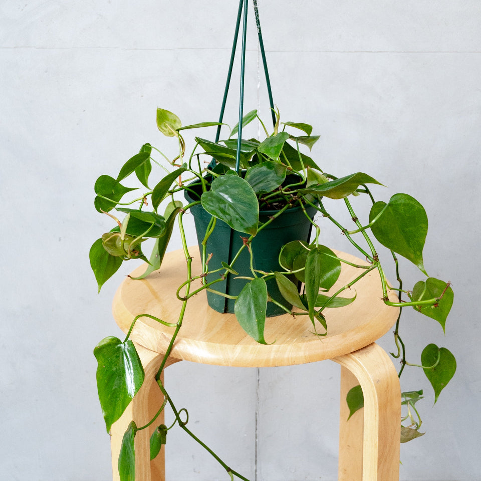 フィロデンドロン・オキシカルジウム / Philodendron oxycardium – LIFFT