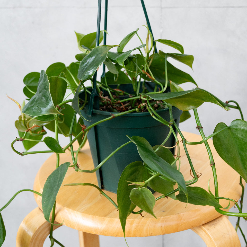 フィロデンドロン・オキシカルジウム / Philodendron oxycardium – LIFFT